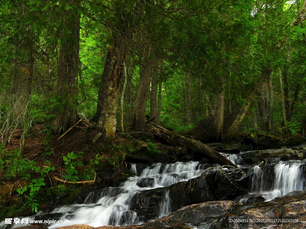 林间溪流 自然清新之景