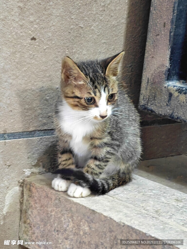 猫咪