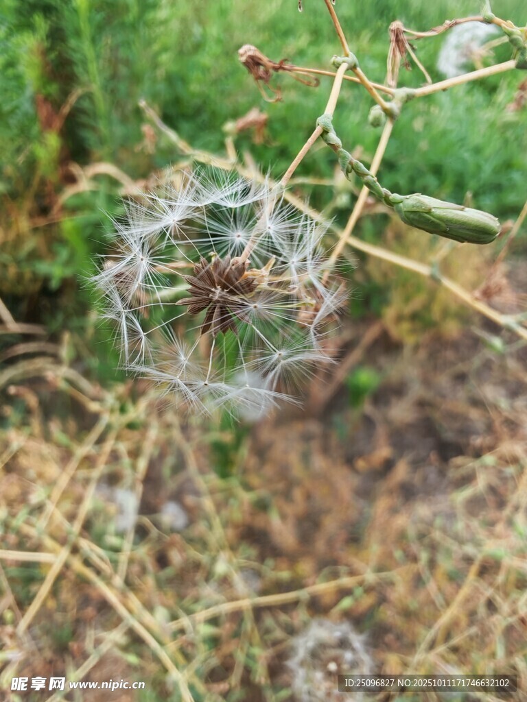 蒲公英