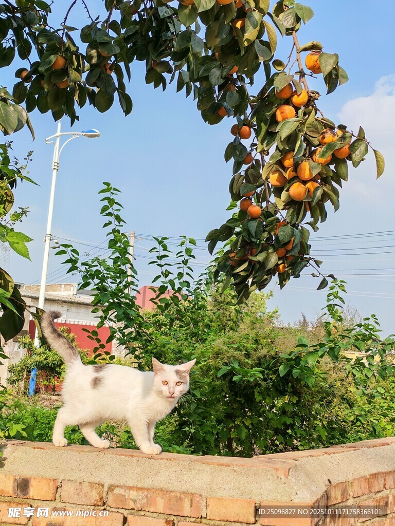 柿子