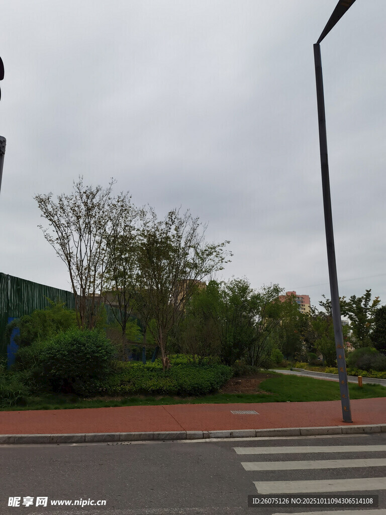 城市街道旁的绿植景观