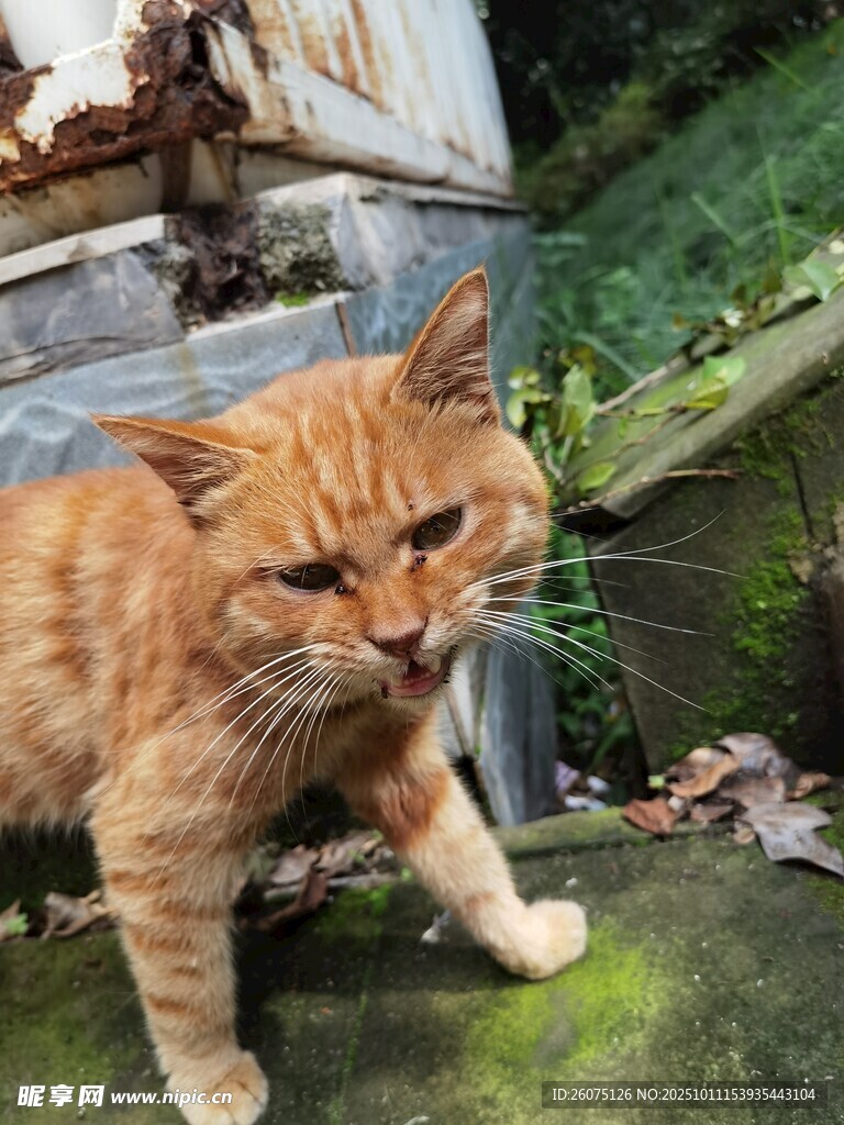 橘猫立于户外老旧场景