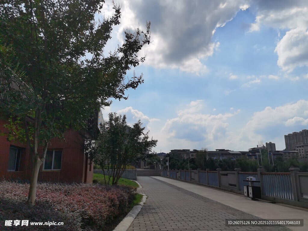 乡村小道旁的宁静景致