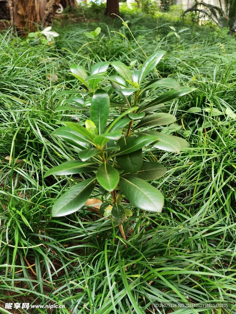草丛中的翠绿植物