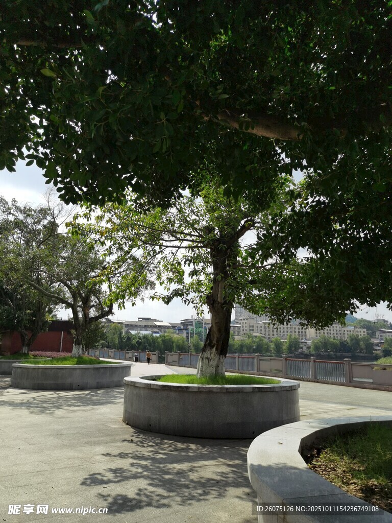 公园中的大树景观