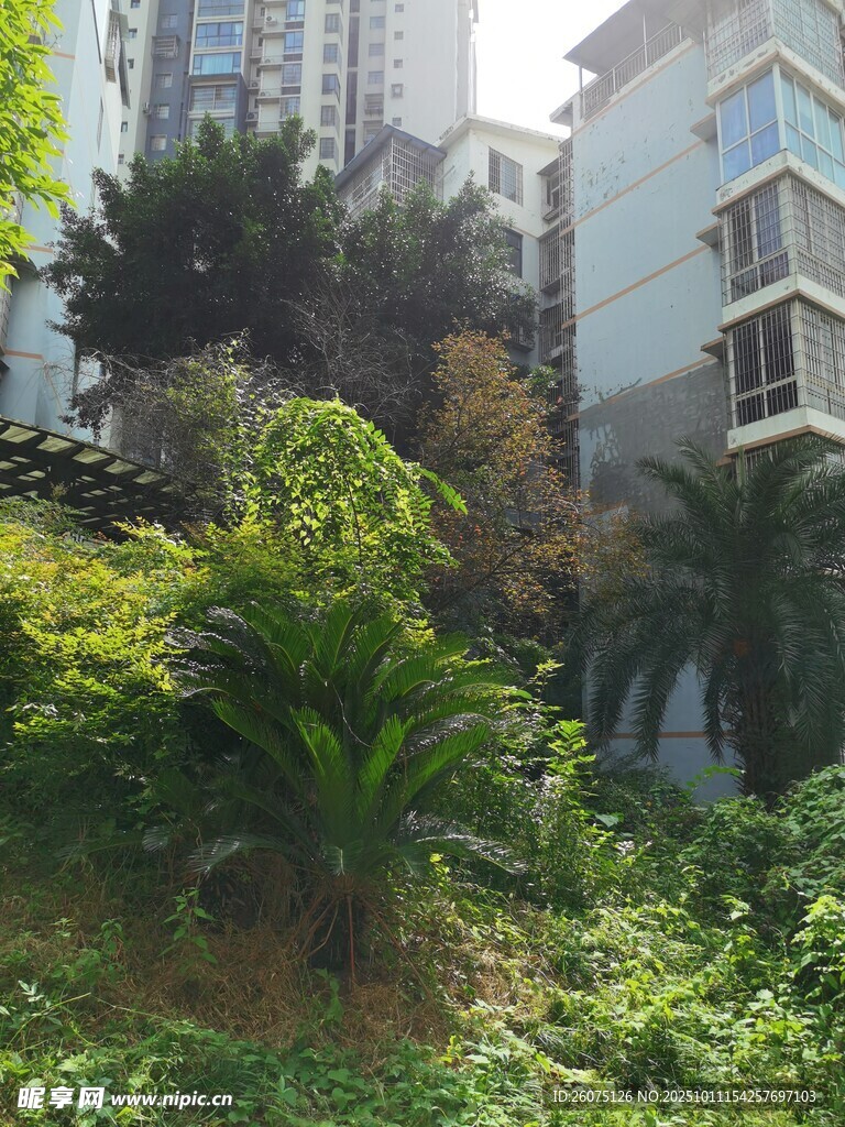 城市中繁茂的绿植景观