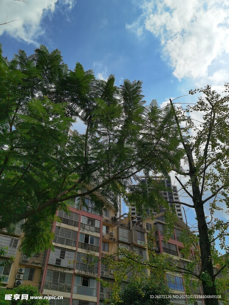 绿树掩映下的多层建筑
