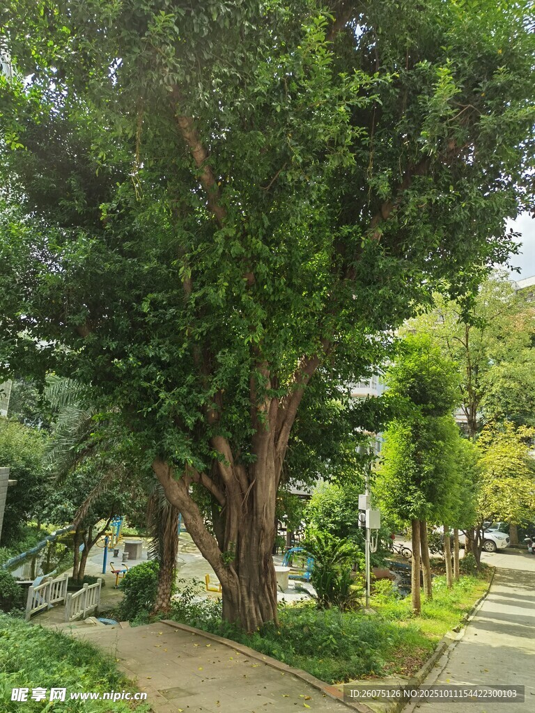 林荫小道旁的葱郁树木