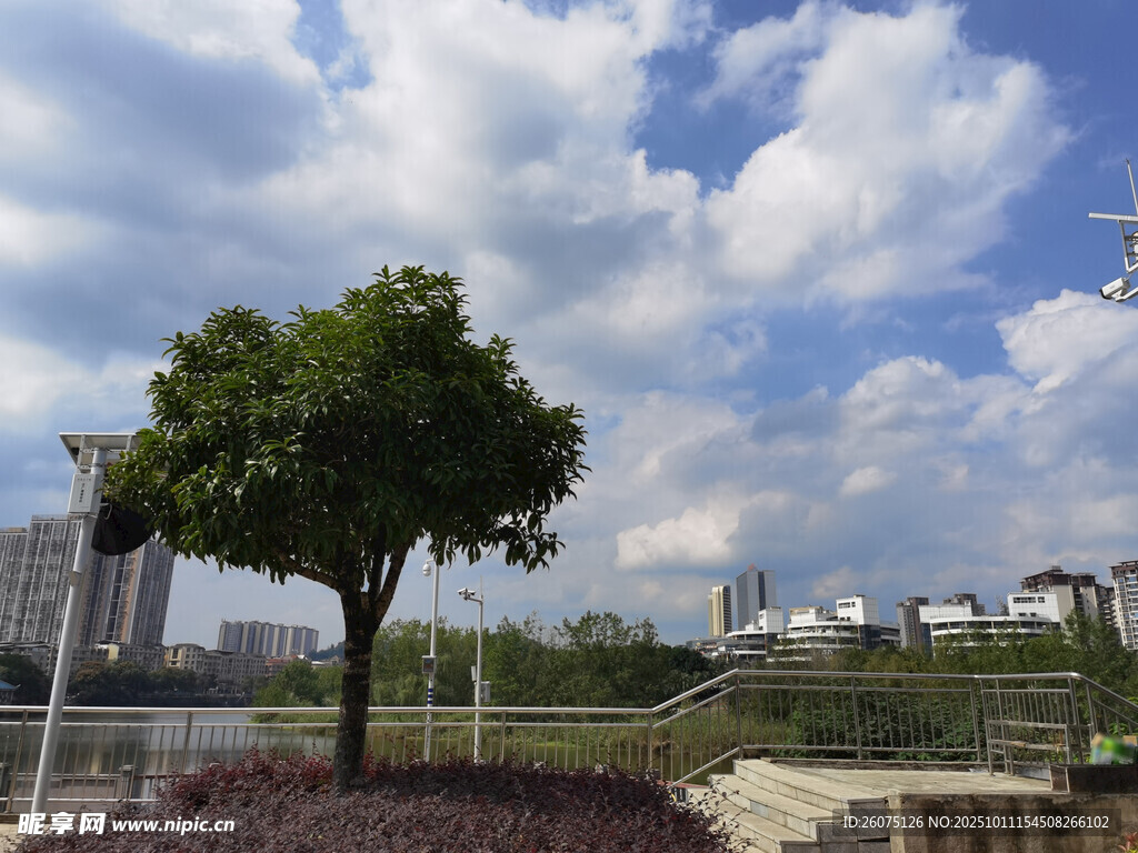 城市中独立的绿树与蓝天