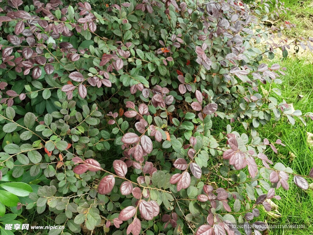紫叶植物特写