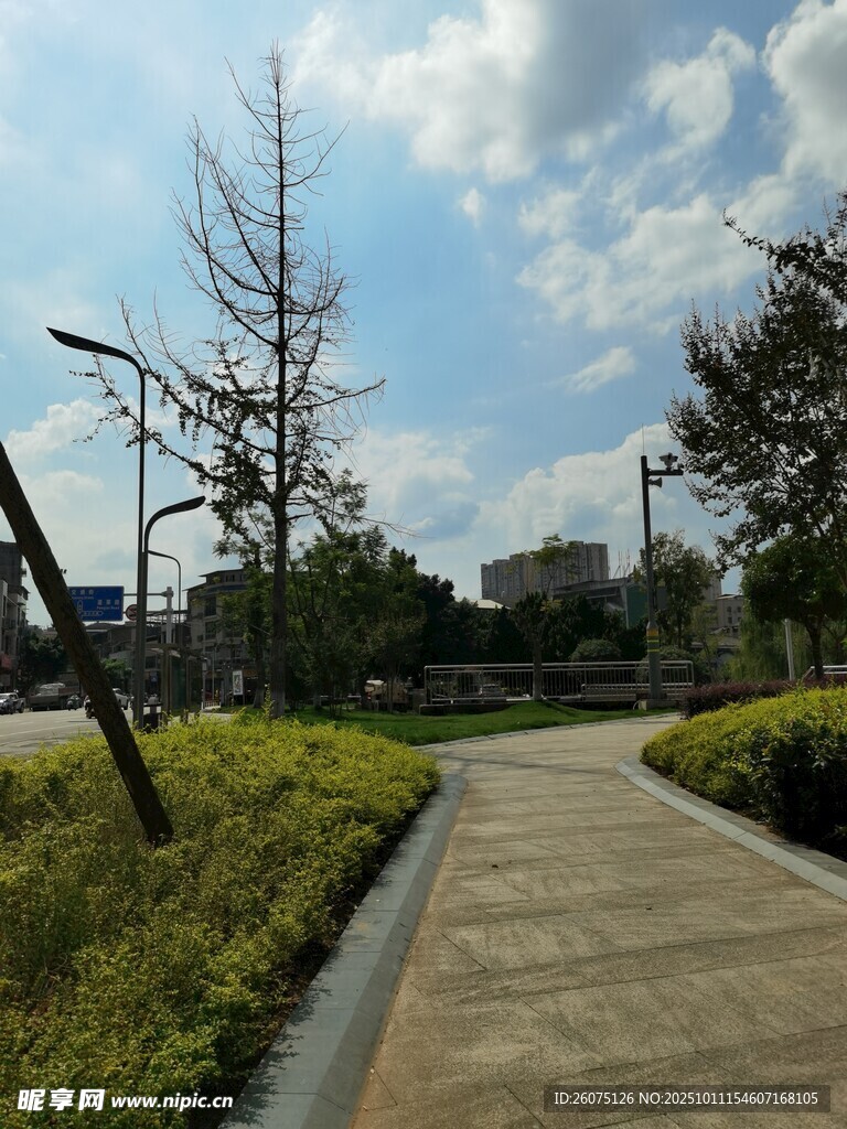 城市中的宁静林荫步道