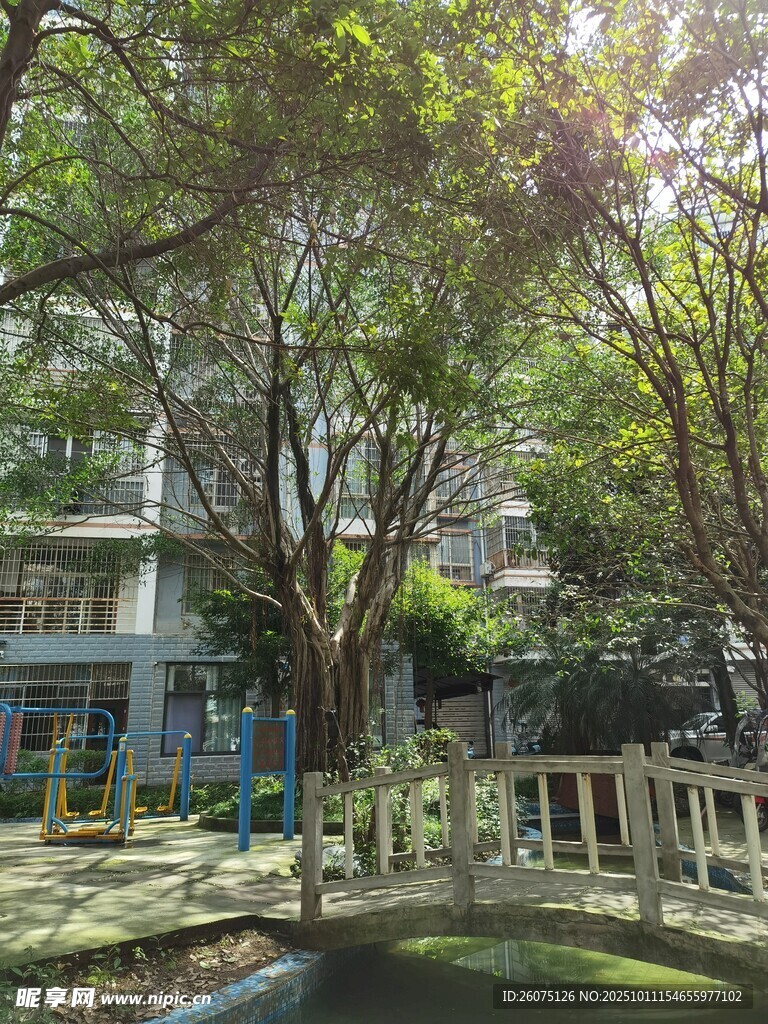 静谧庭院中的绿植景观