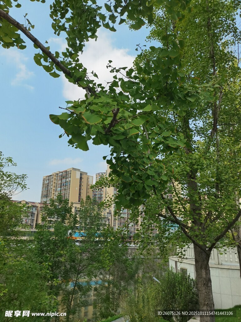绿树掩映下的城市景致