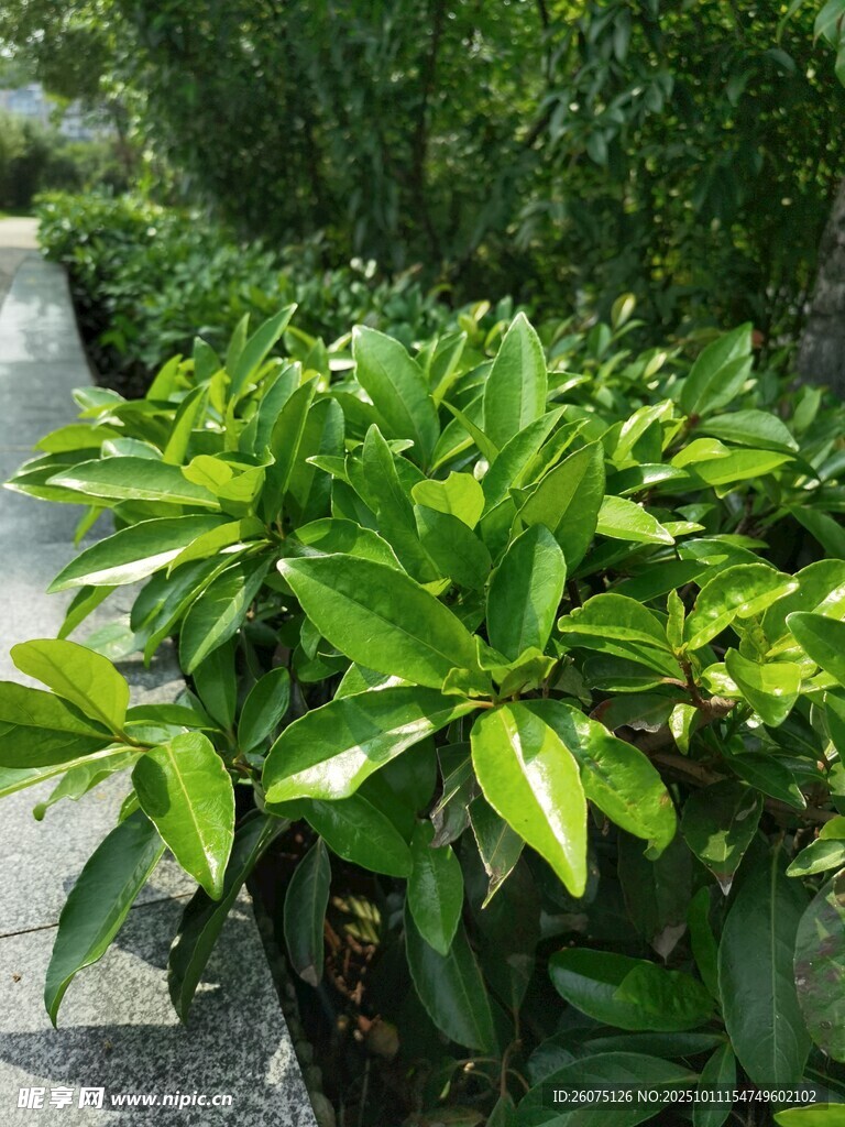 路边翠绿繁茂的绿植景观