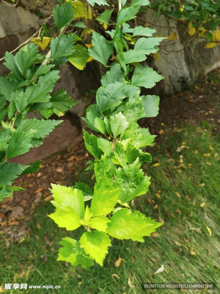 绿叶植物生长于草地间