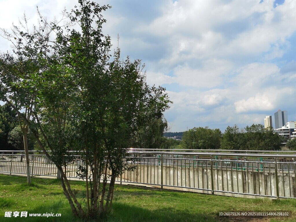 户外河畔绿树风景