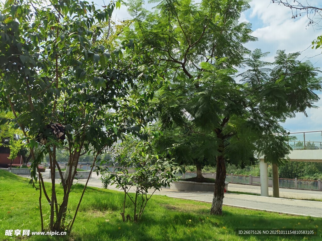 绿树成荫的户外休闲场景