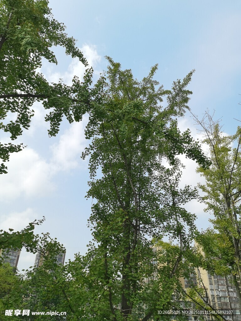绿树蓝天的自然景致