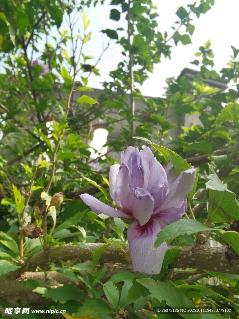 紫色花卉绽放于绿植间