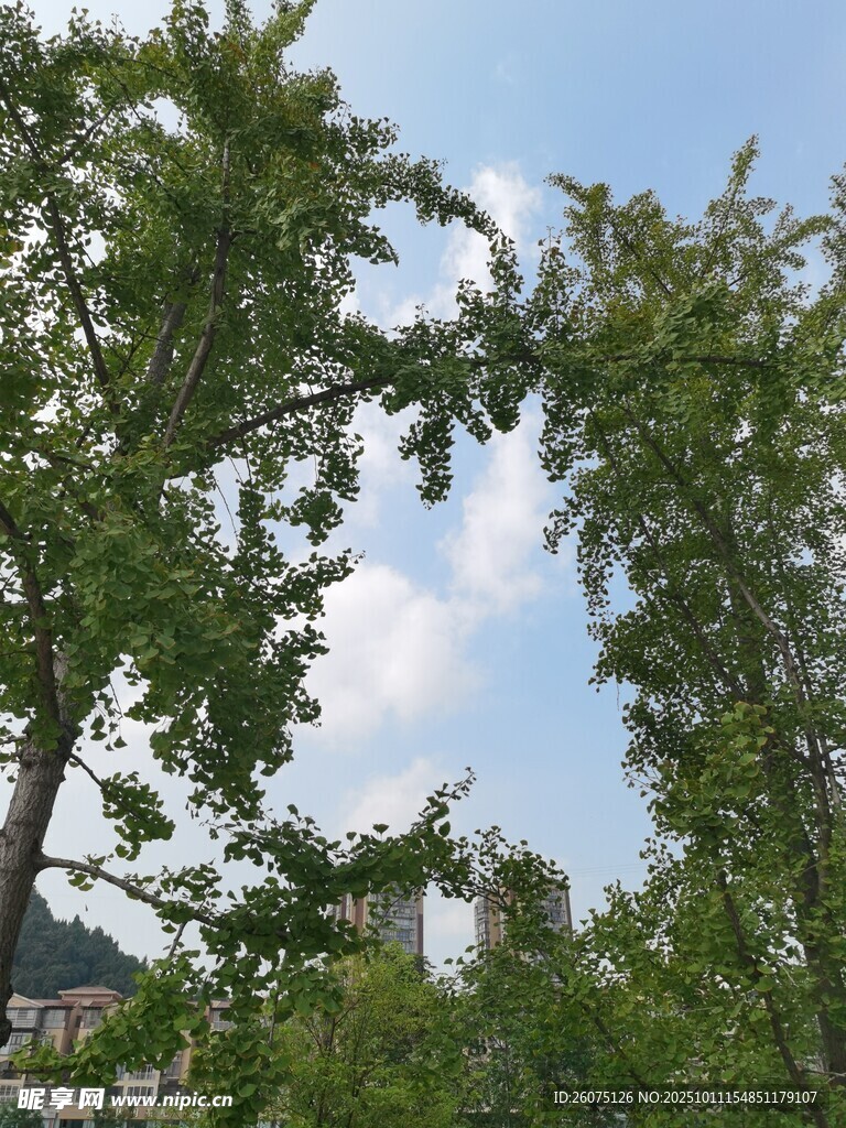 绿树蓝天间的城市景致