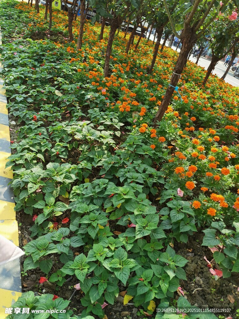 路边多彩花卉绿植景观