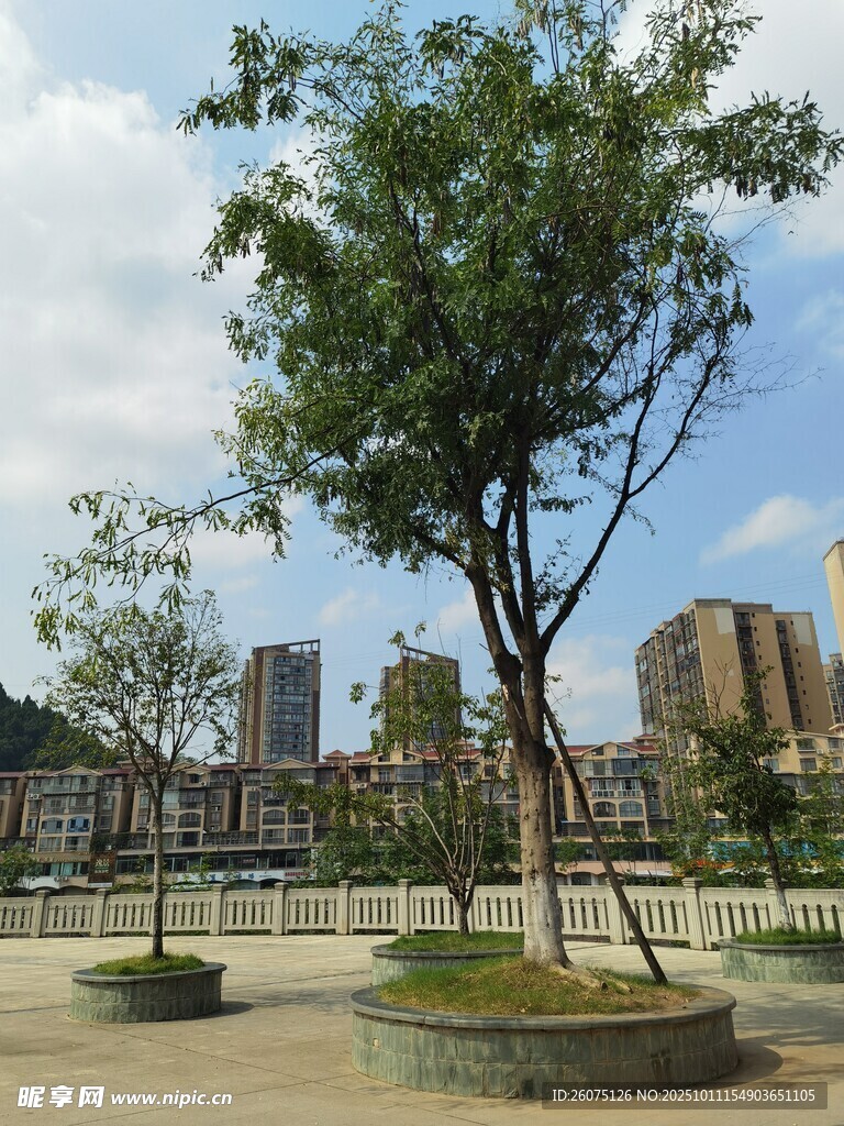 城市广场中的绿树景观