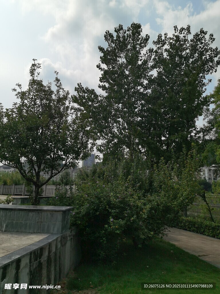 户外绿树环绕的宁静小径