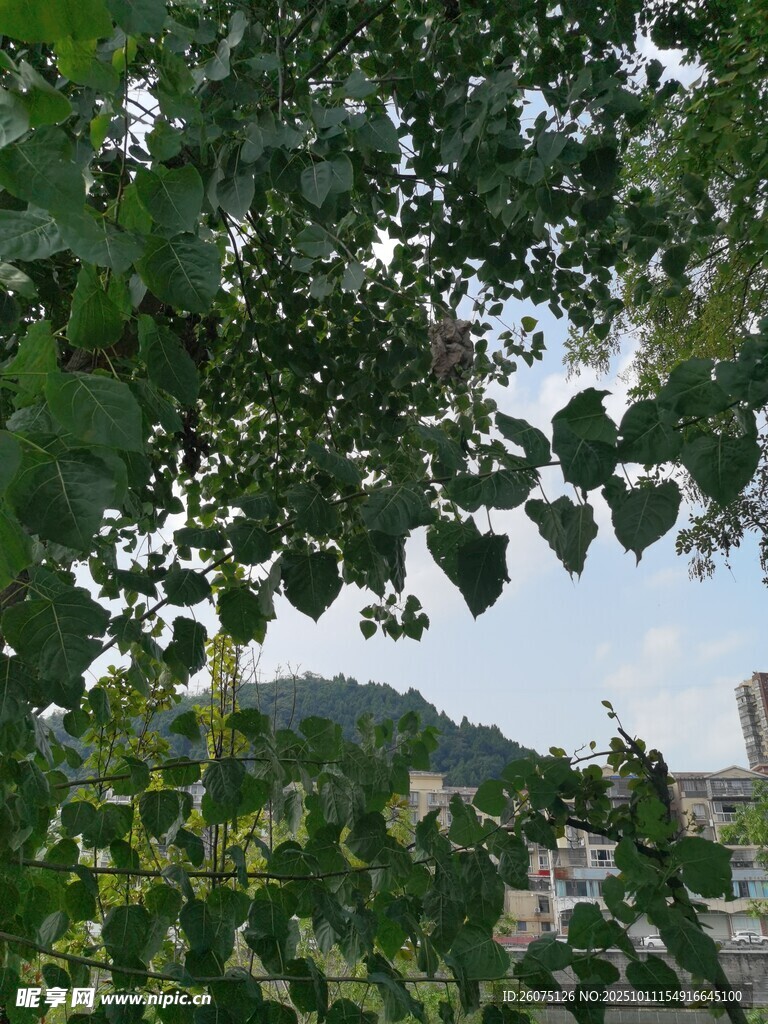 绿叶掩映下的城市天际
