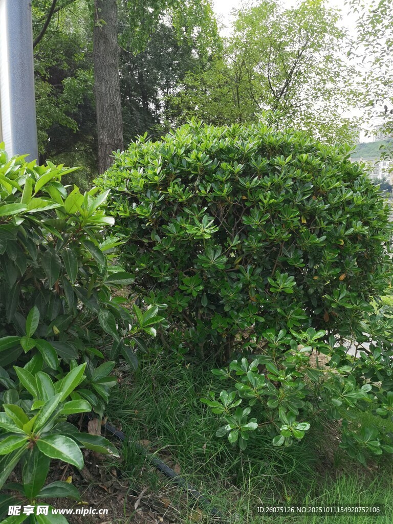 绿意盎然的园林灌木丛