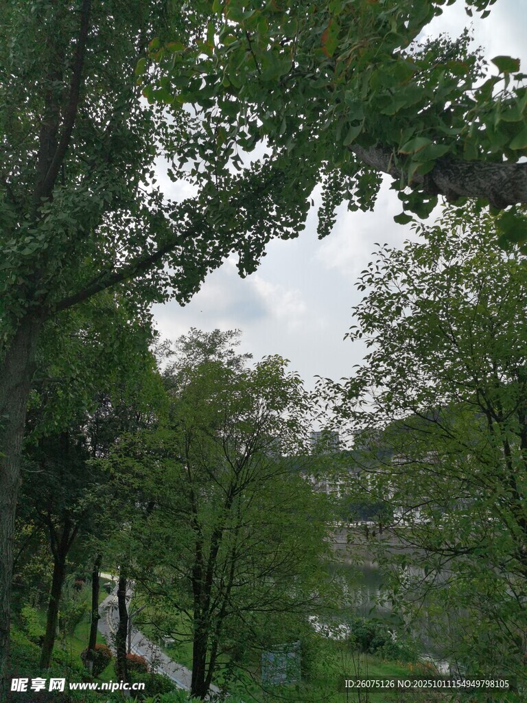 林间景致