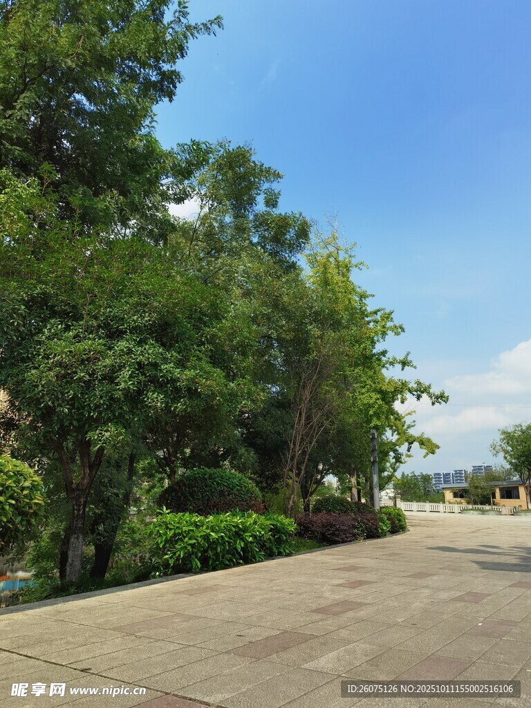 林荫下的开阔道路
