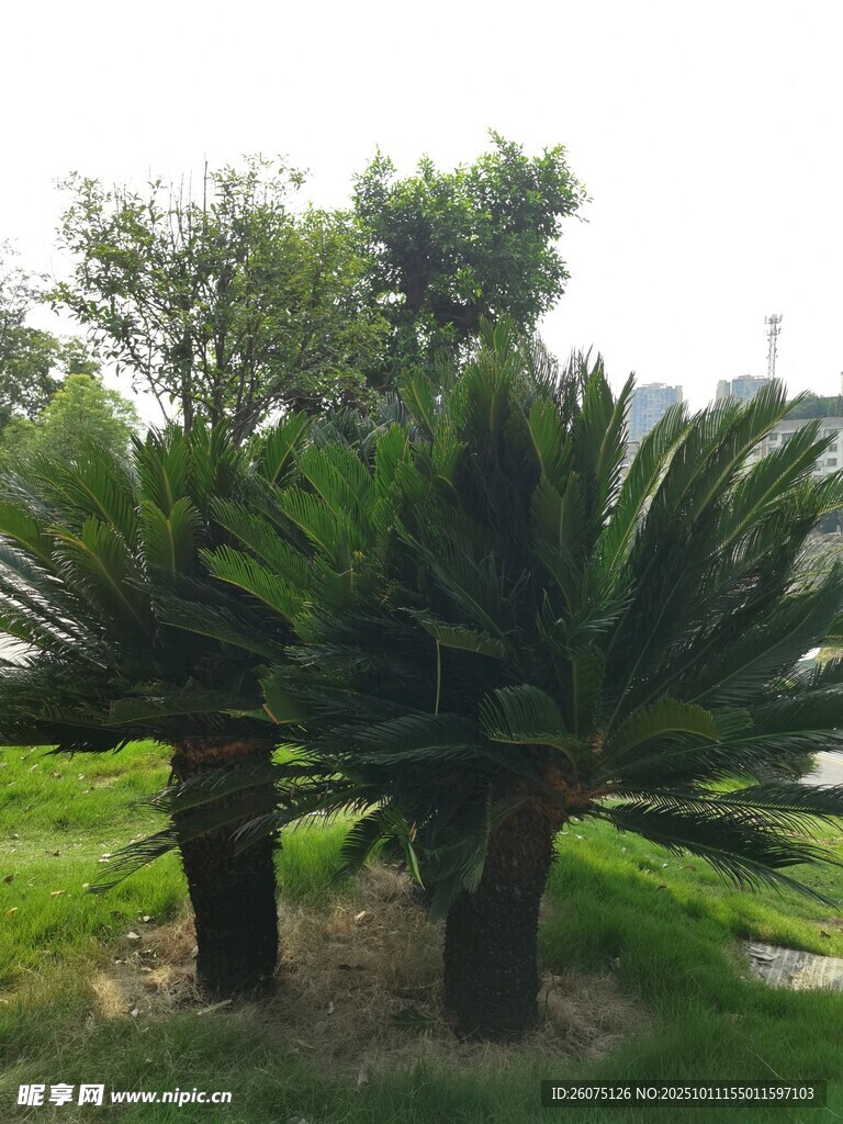 户外两株茂盛铁树景观