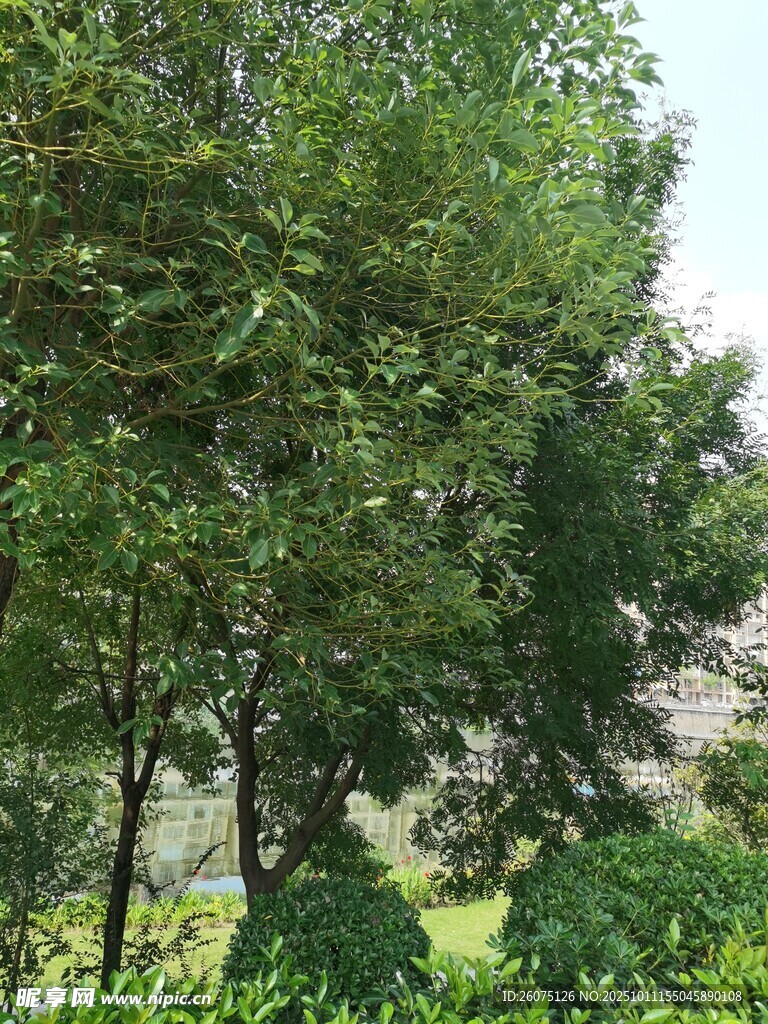 绿意盎然的树林景观