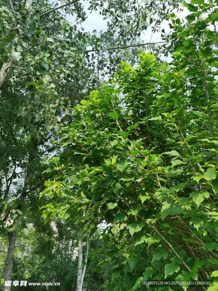 茂密绿意盎然的树林景观