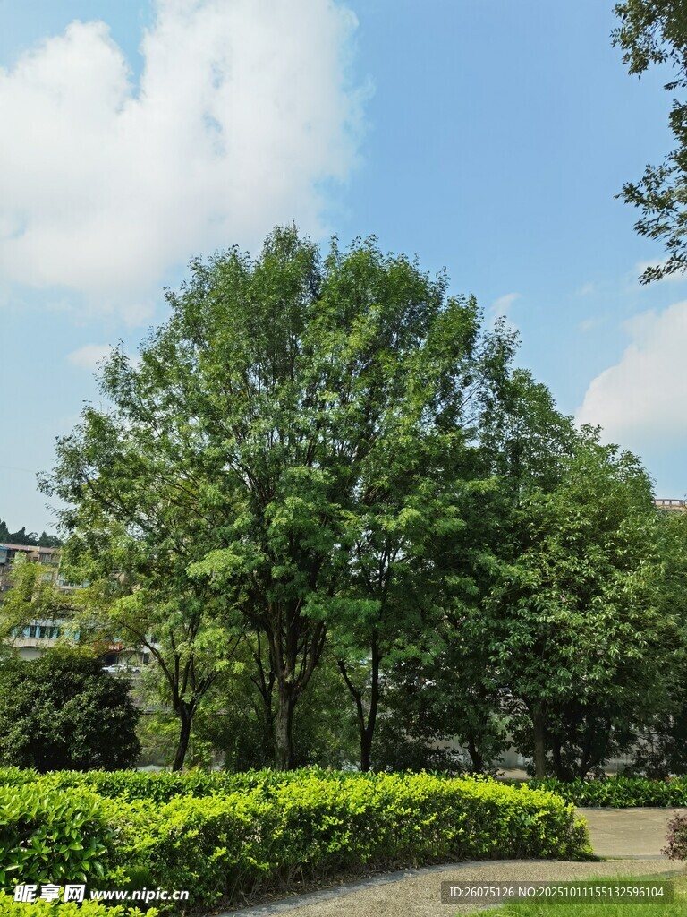 户外绿意盎然的树木景观