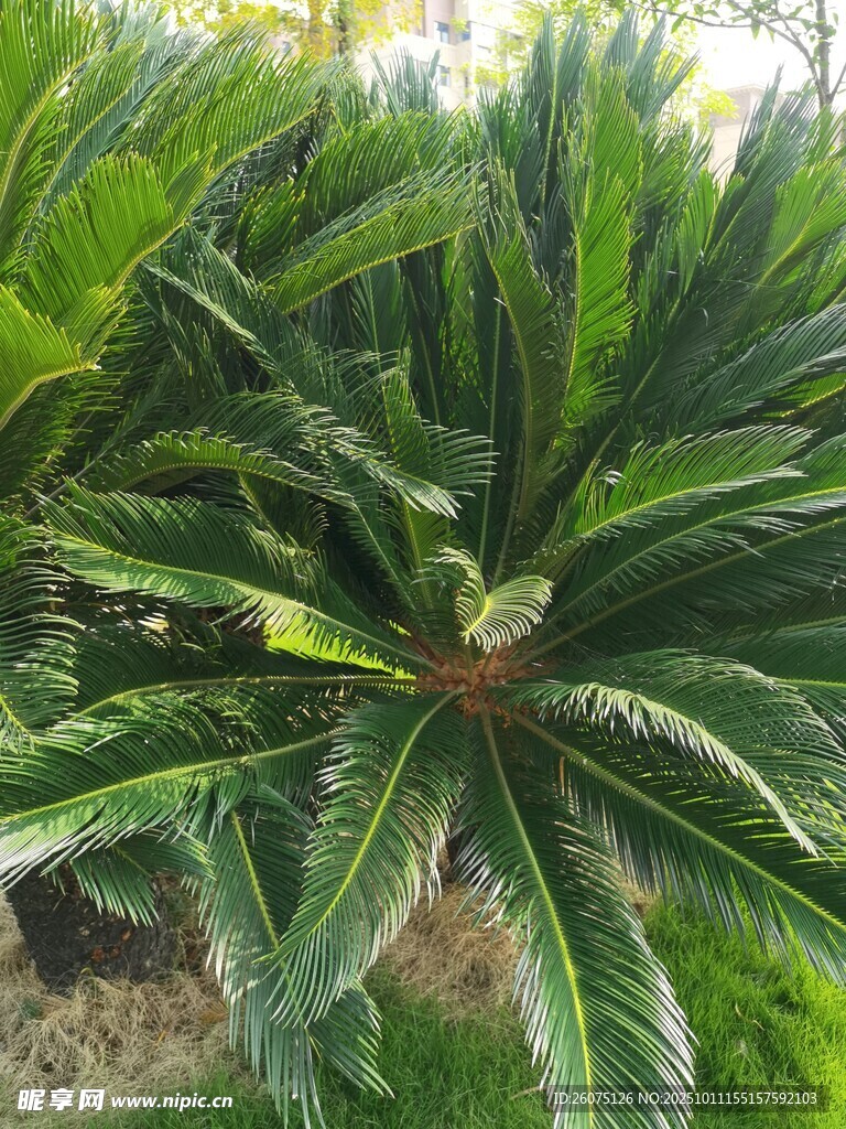 翠绿铁树特写