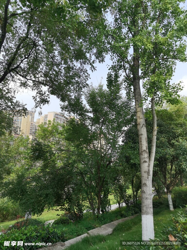 林间小道绿意盎然的景致