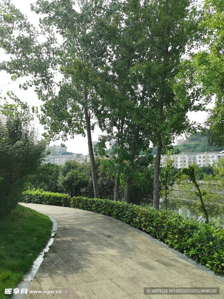 林间蜿蜒小径绿意盎然