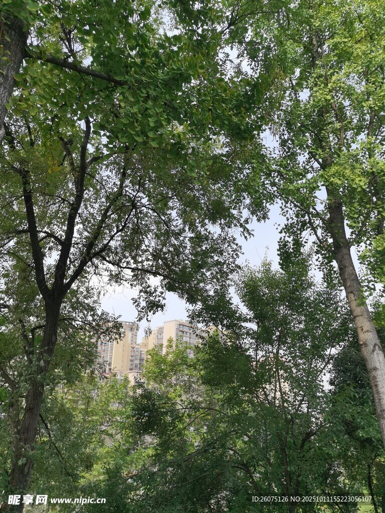 林间绿意繁茂树木景观
