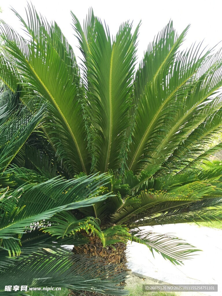 翠绿苏铁植物特写