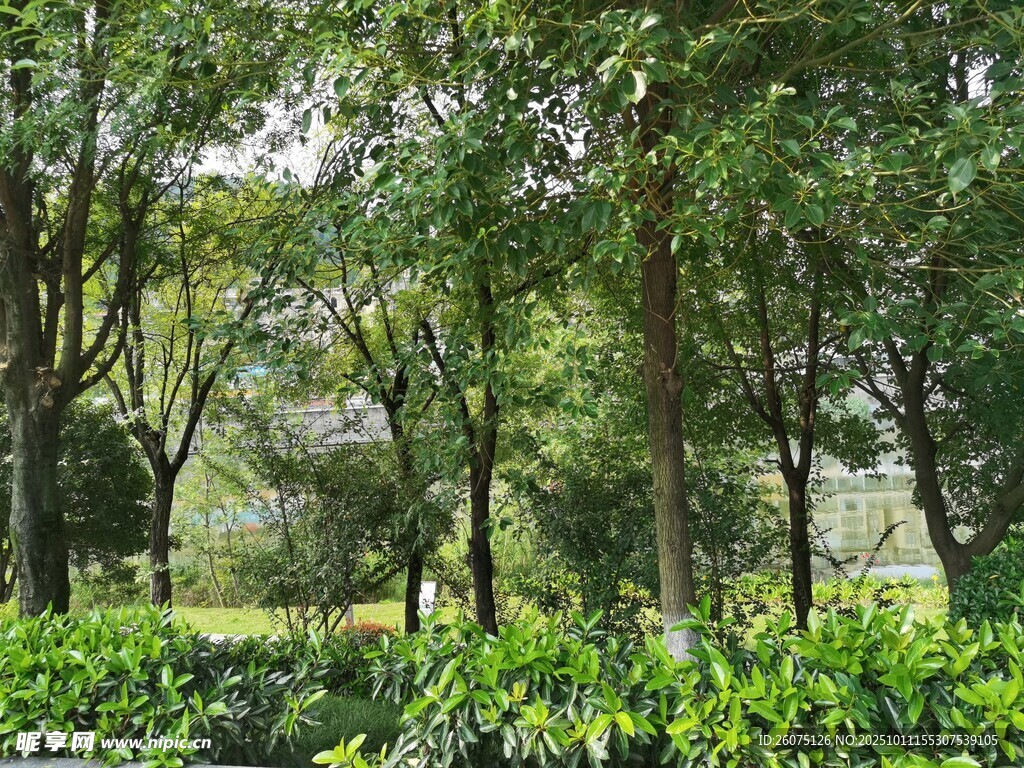 绿意盎然的树林景观