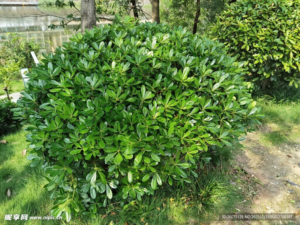 茂盛绿植灌木