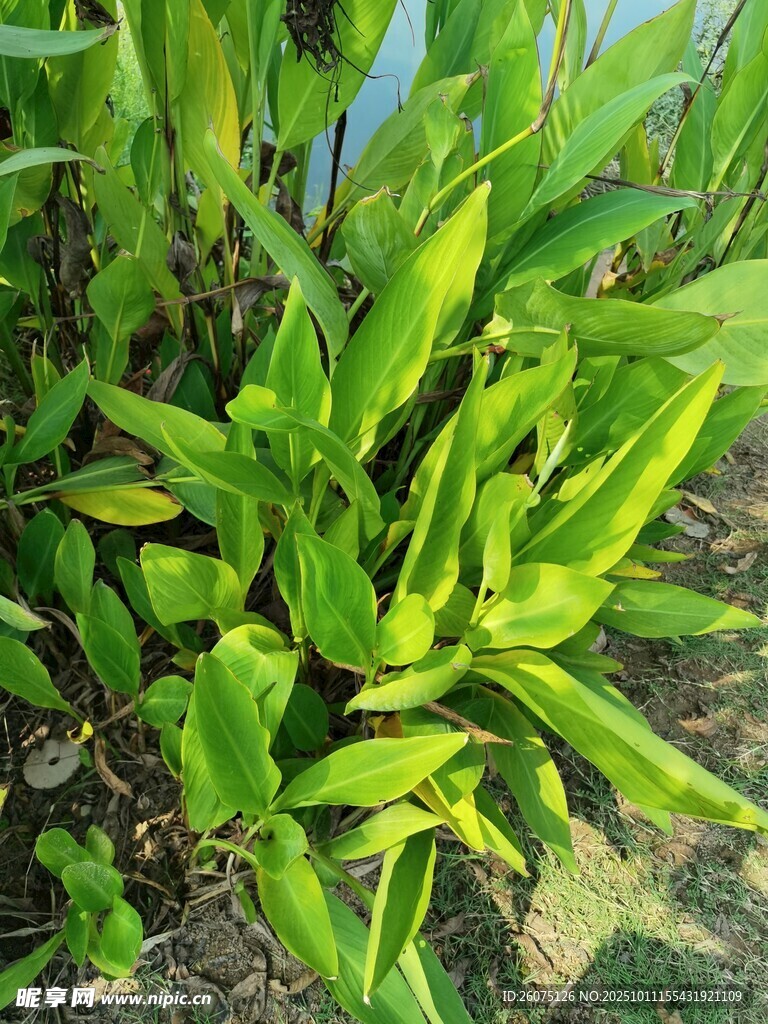 翠绿阔叶植物生机盎然