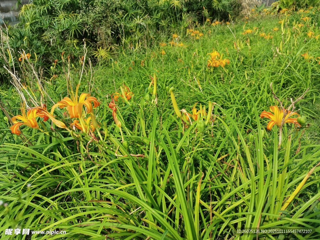 夏日萱草花丛绿意盎然