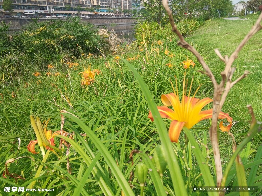 草丛中的鲜艳黄色花朵