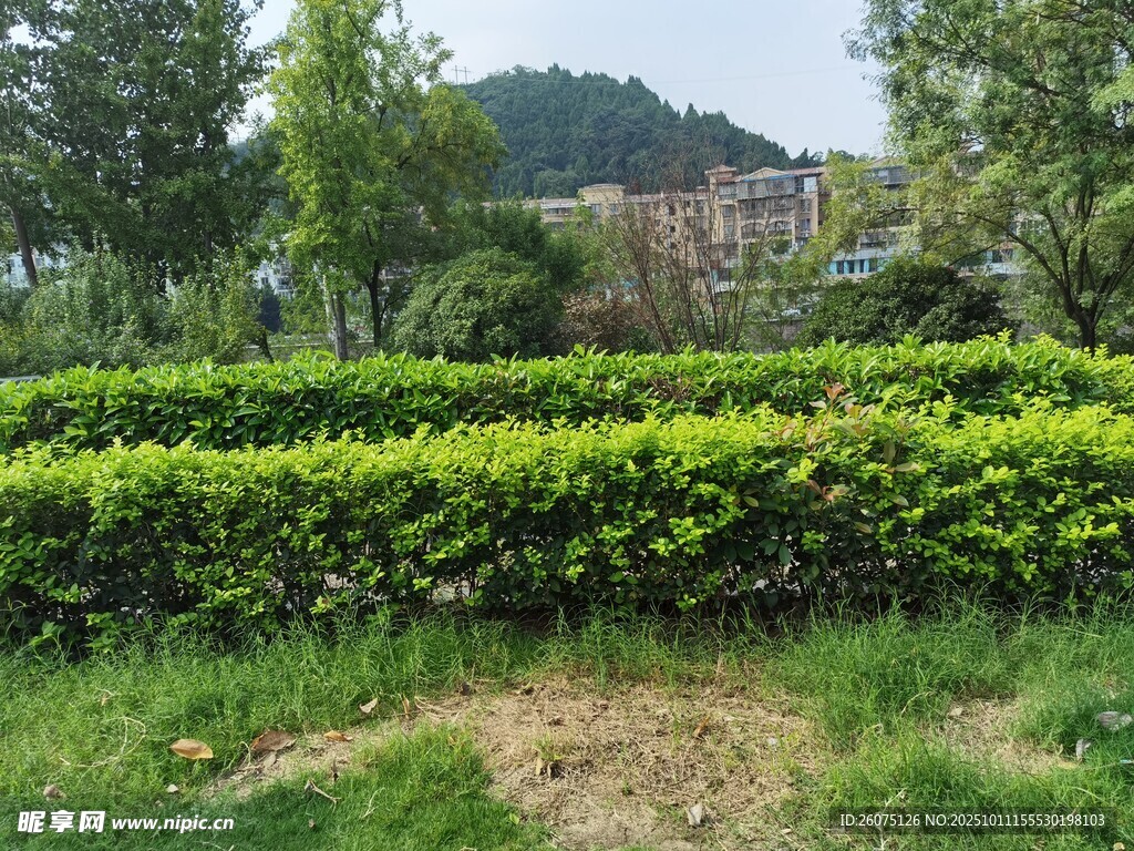 绿意盎然的园林景观