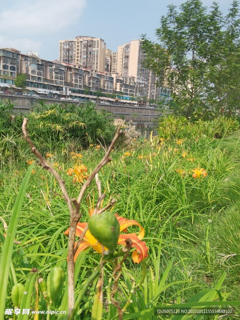 城市边绽放的绚烂野花