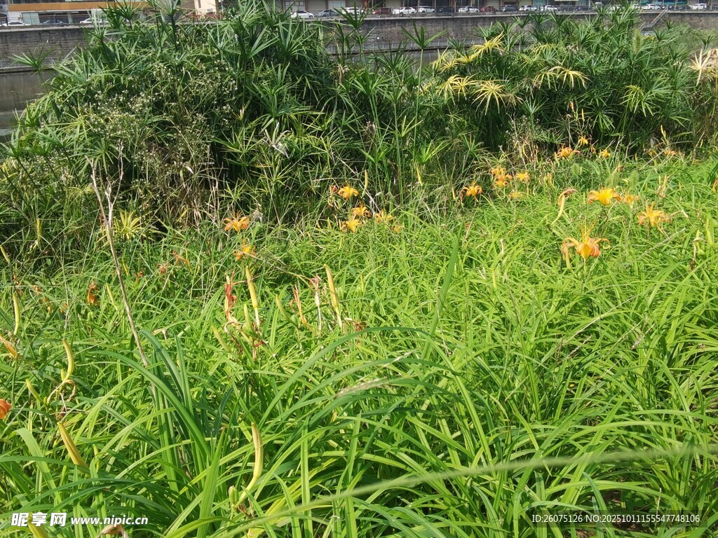 野外繁茂绿植与黄色小花