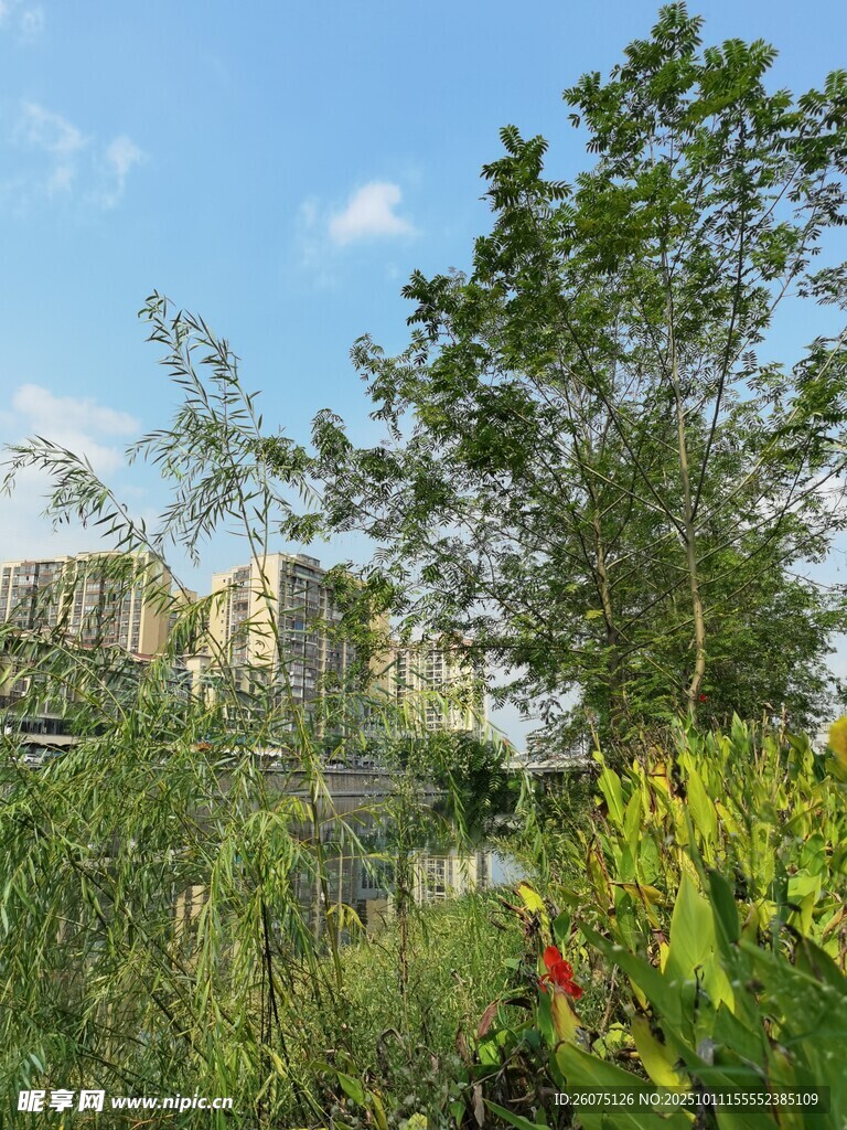 户外绿植景观