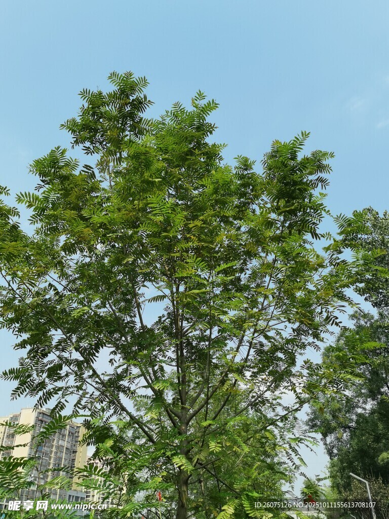 挺拔绿树映蓝天